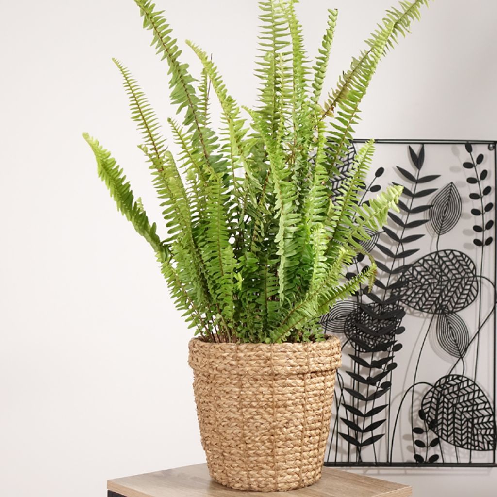 Nephrolepis cordifolia Artic Jungle