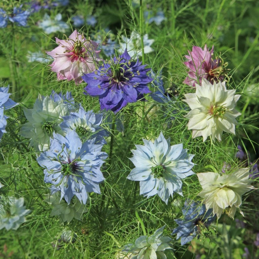 Nigella damascena Persian Jewels Mix em sementes