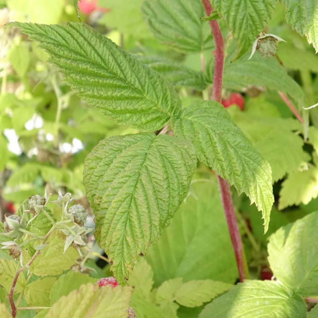 Aveleira Red Majestic