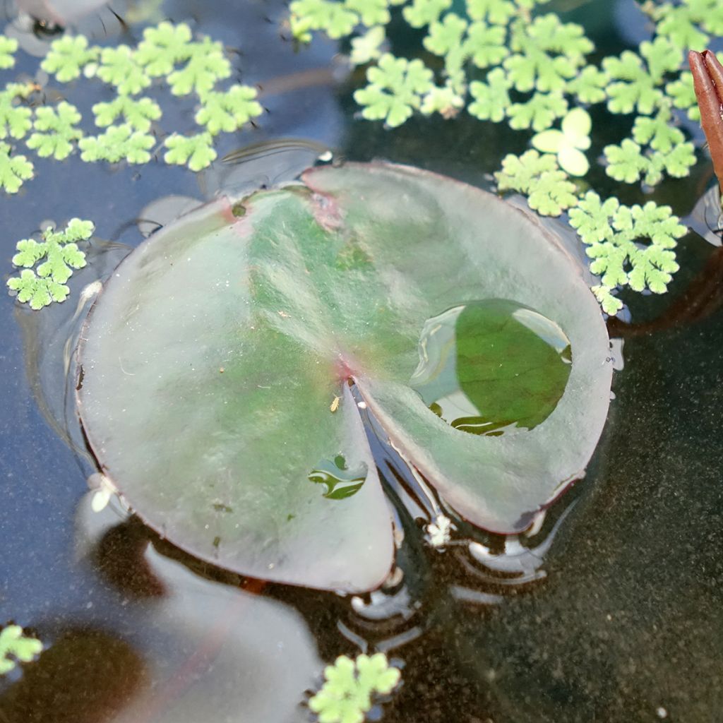 Nenúfar James Brydon