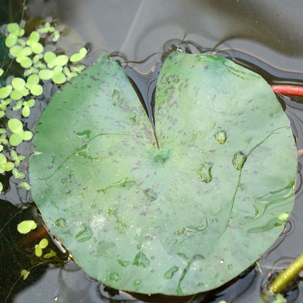 Nenúfar Joey Tomocik