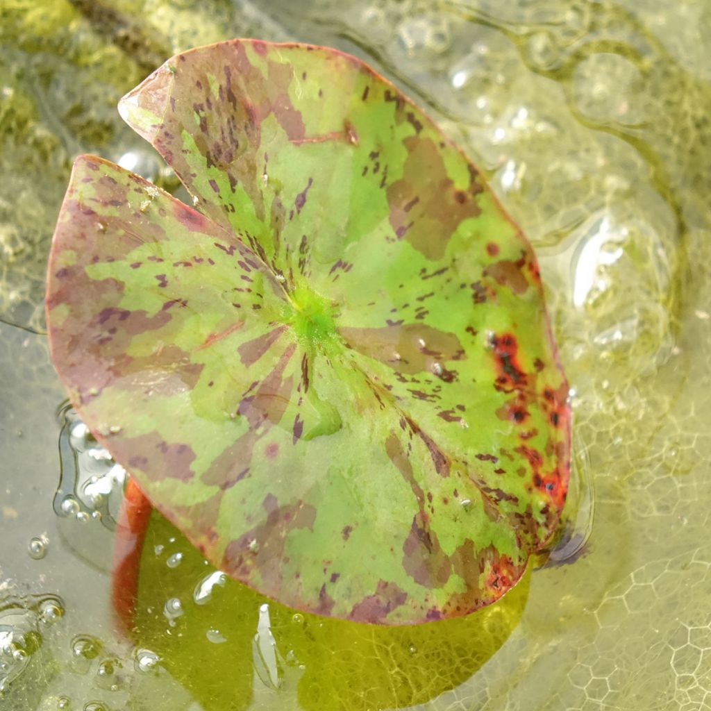 Nenúfar Lemon Chiffon