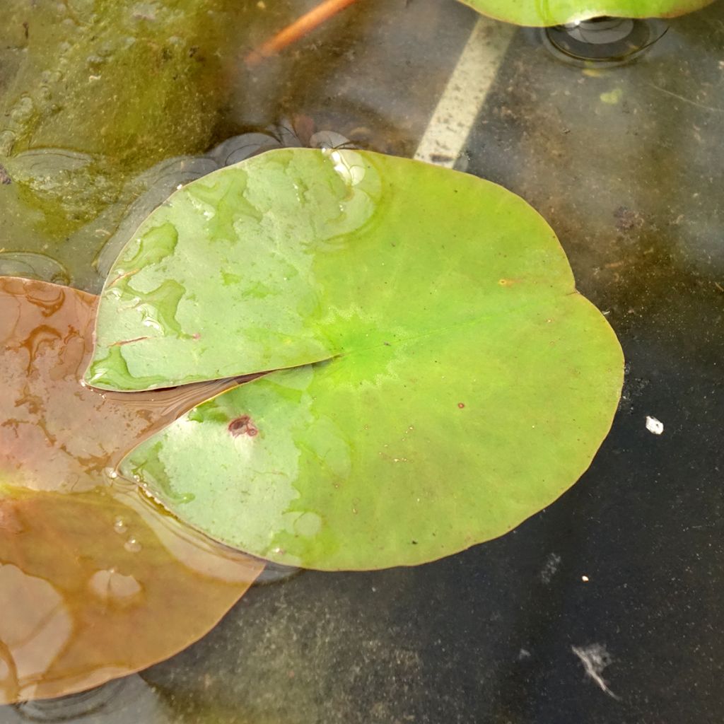 Nenúfar Peter Slocum