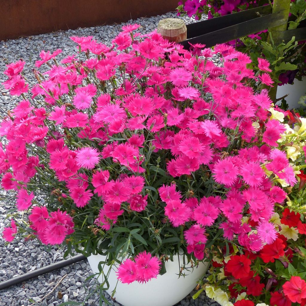Cravos anuais - Dianthus Suntory Pink