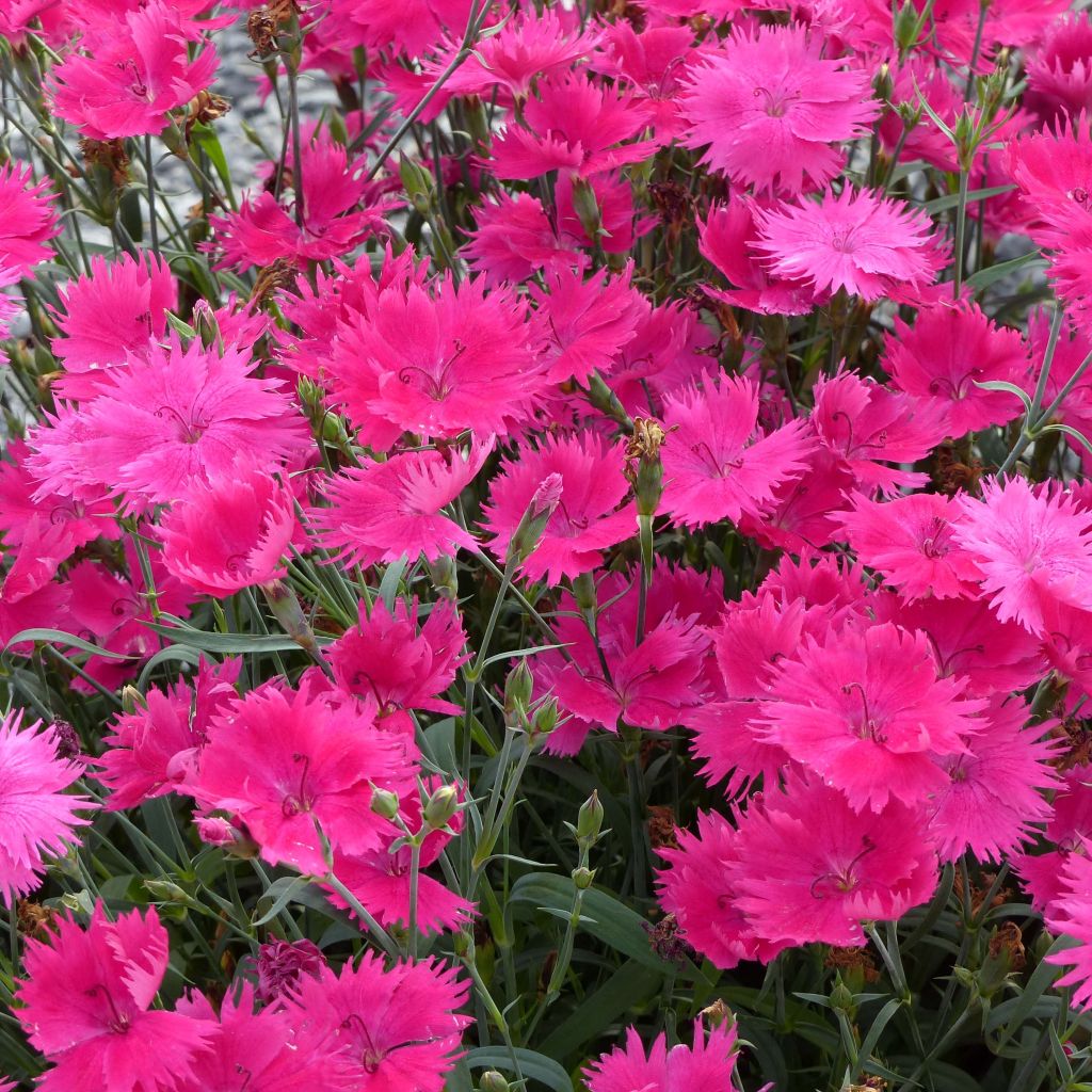 Cravos anuais - Dianthus Suntory Pink