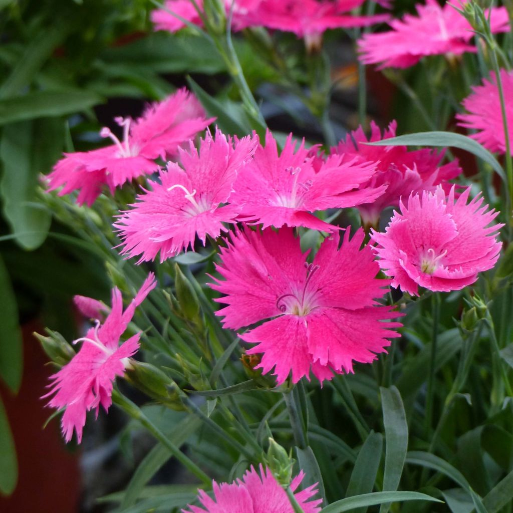 Cravos anuais - Dianthus Suntory Pink