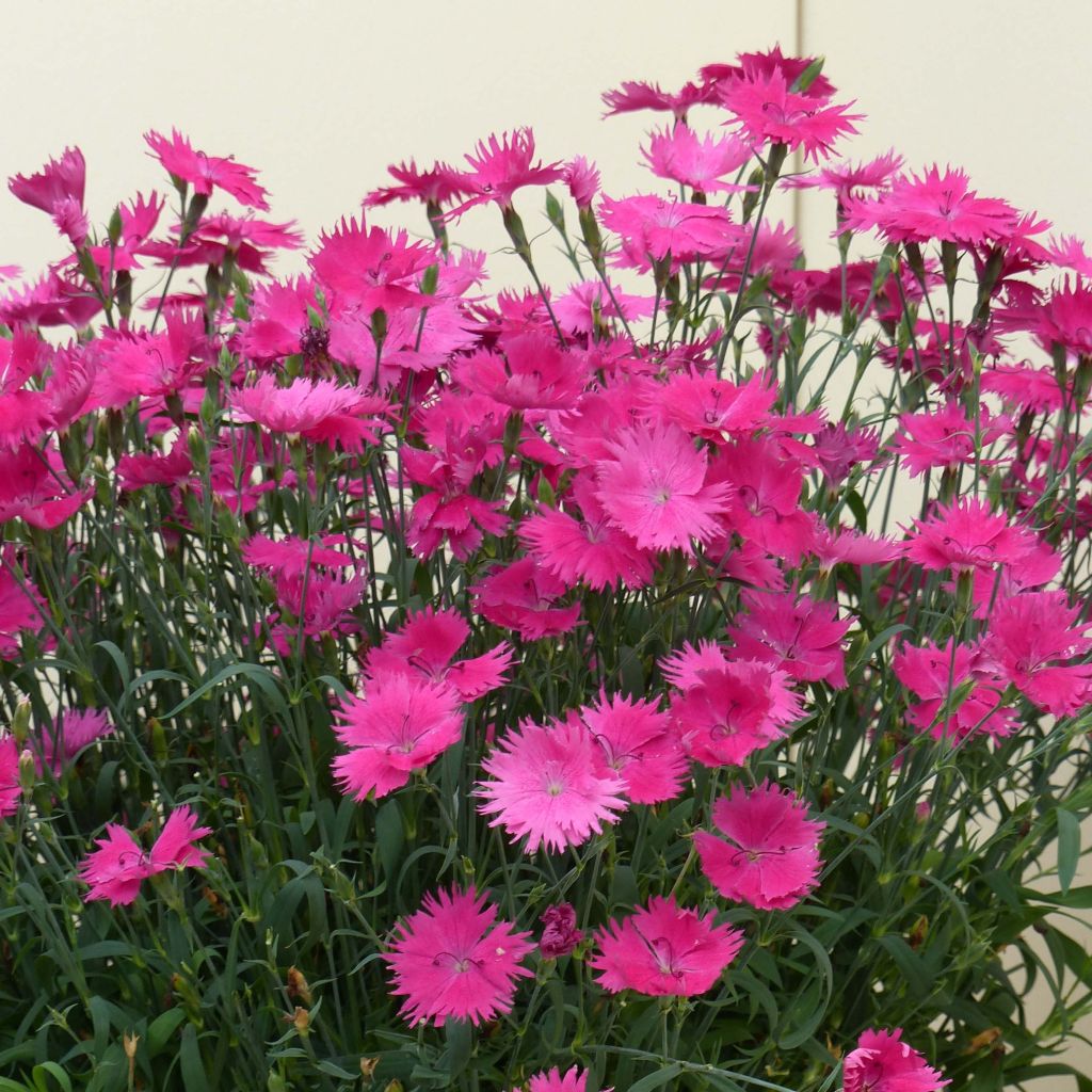 Cravos anuais - Dianthus Suntory Pink