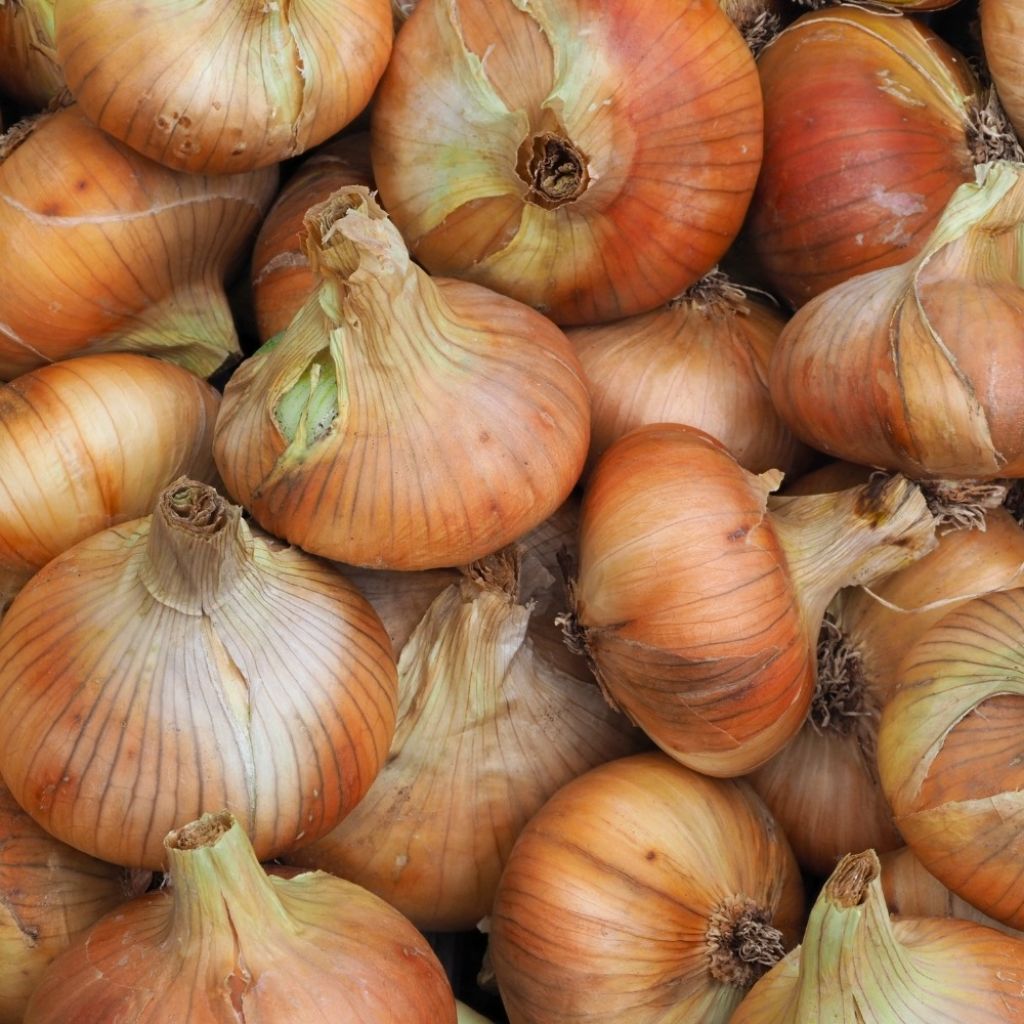 Cebola Stuttgarter Riesen plantas jovens