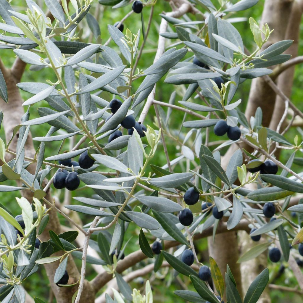 Oliveira Picholine - Olea europaea