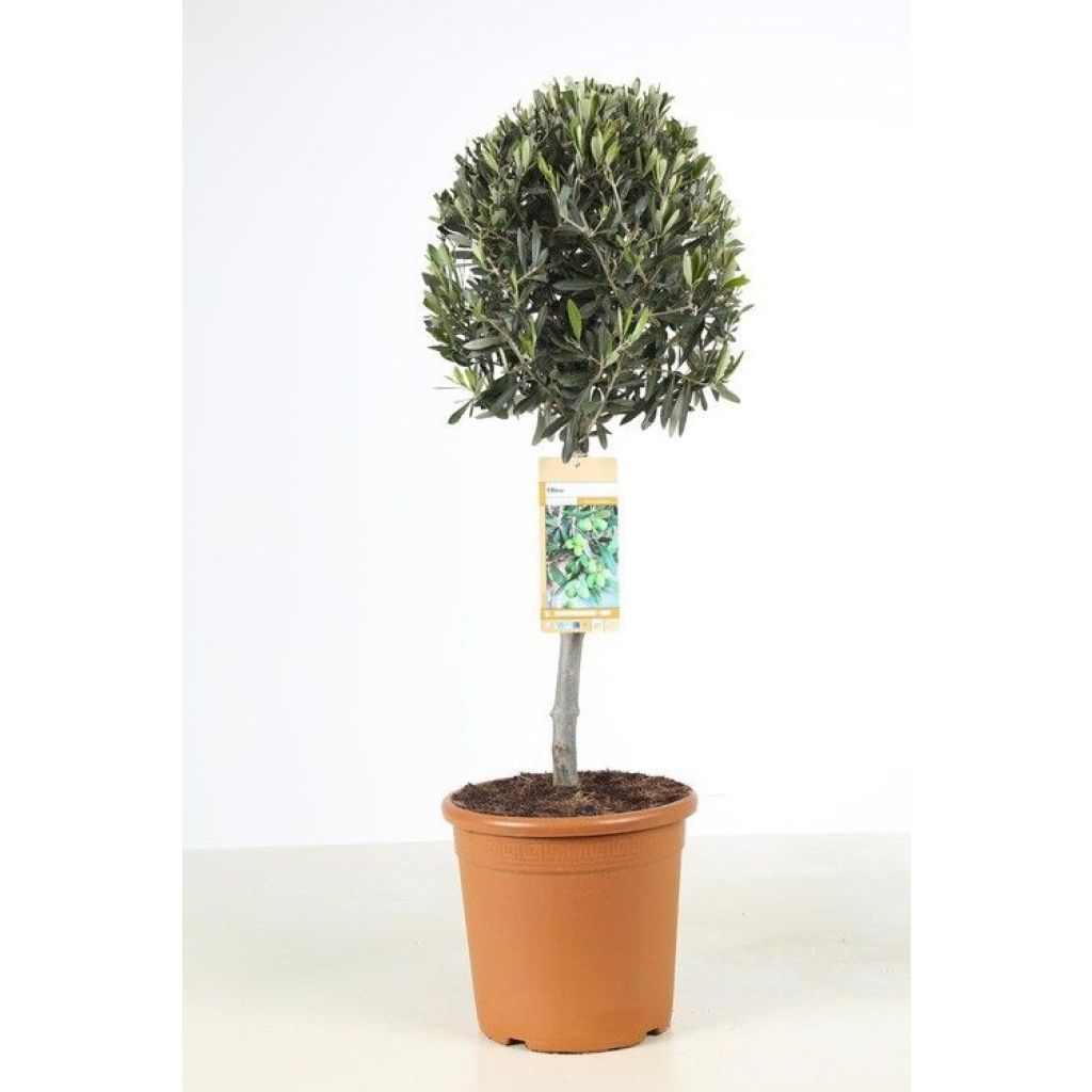 Olea europaea - Oliveira num caule