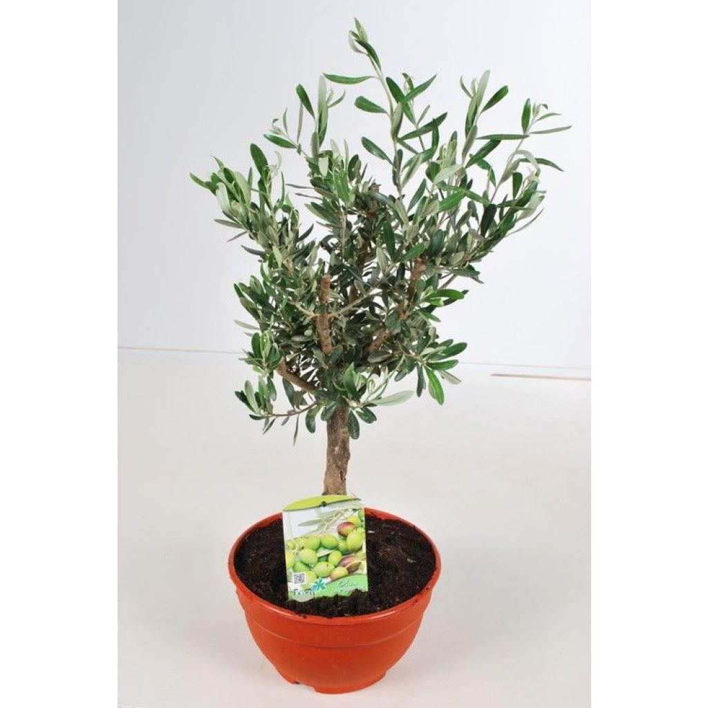 Olea europaea - Oliveira num caule