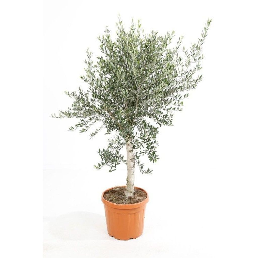 Olea europaea - Oliveira num caule
