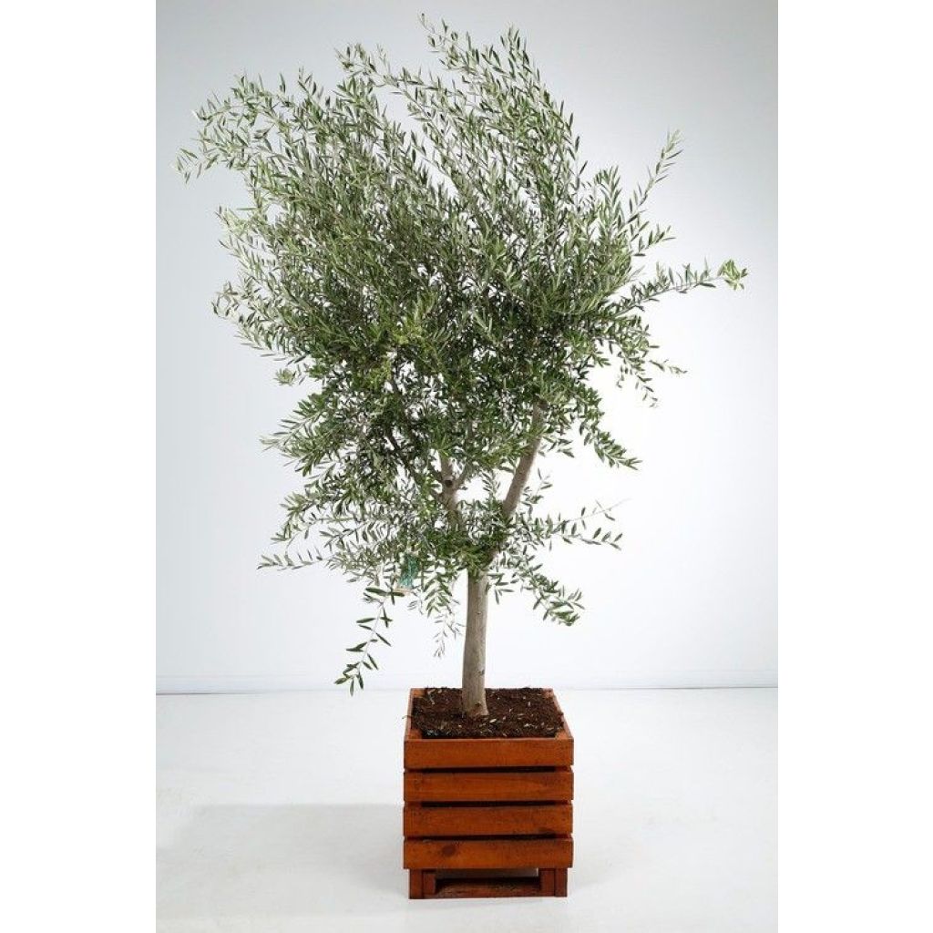 Olea europaea - Oliveira num caule