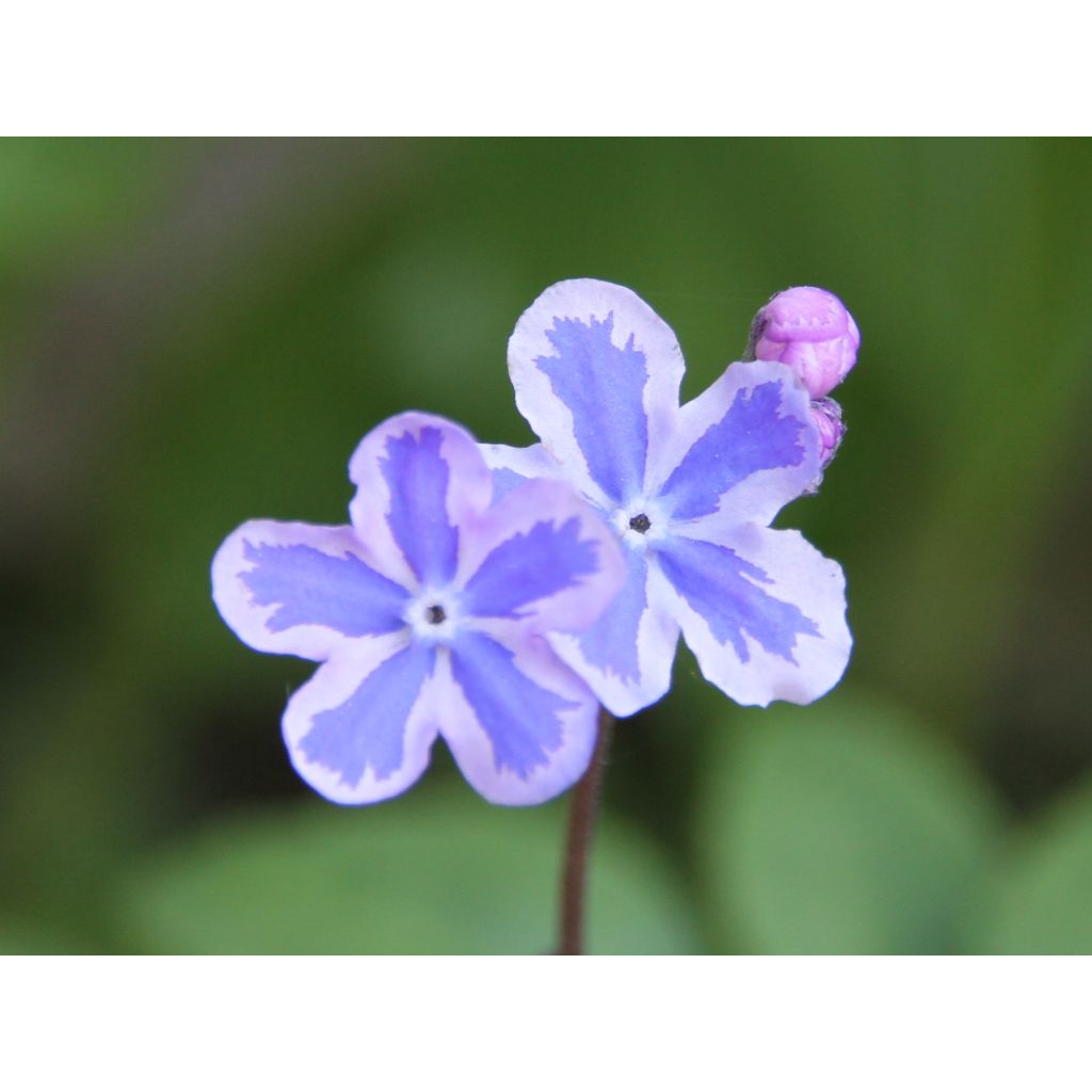 Omphalodes cappadocica Starry Eyes