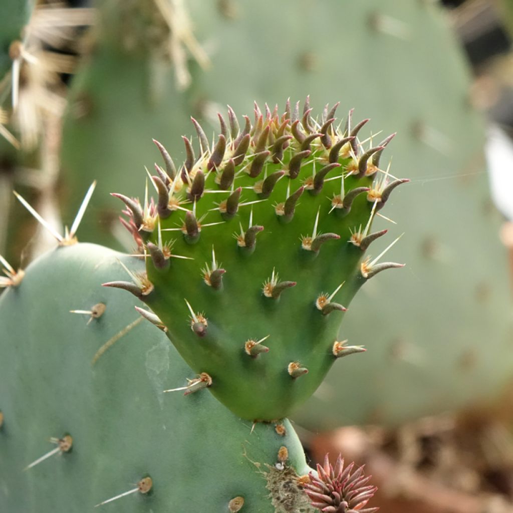 Opuntia discata