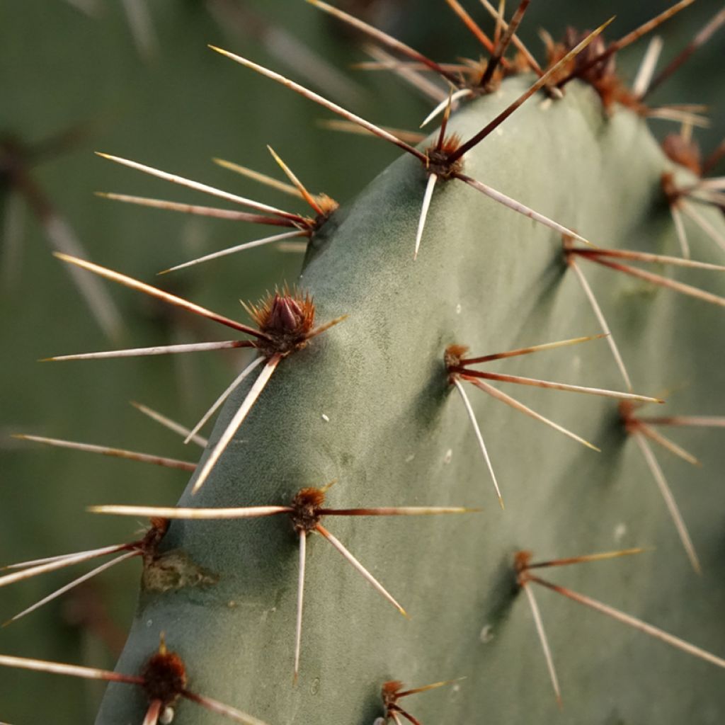 Opuntia dulcis