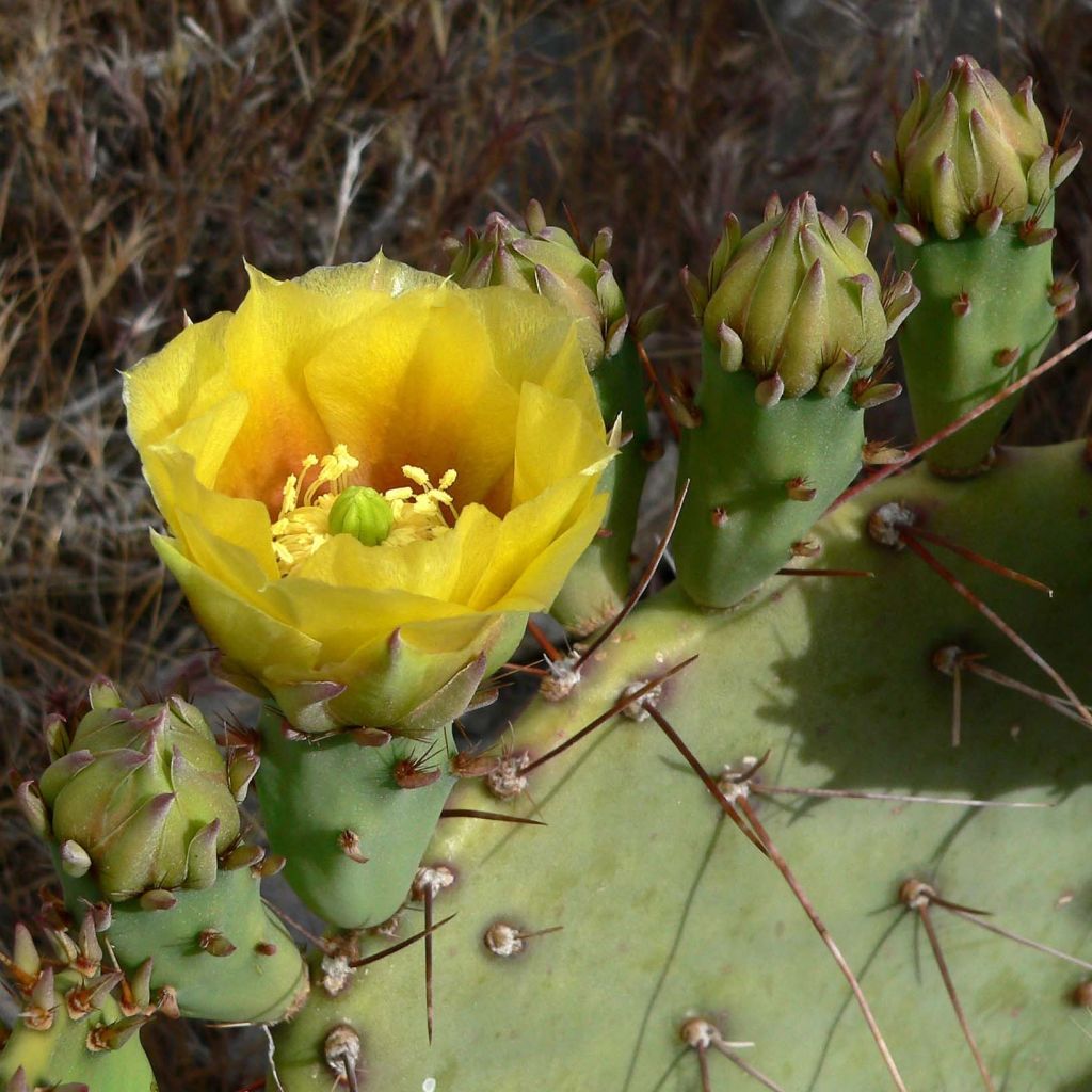 Opuntia engelmannii - Cacto-orelha-de-coelho