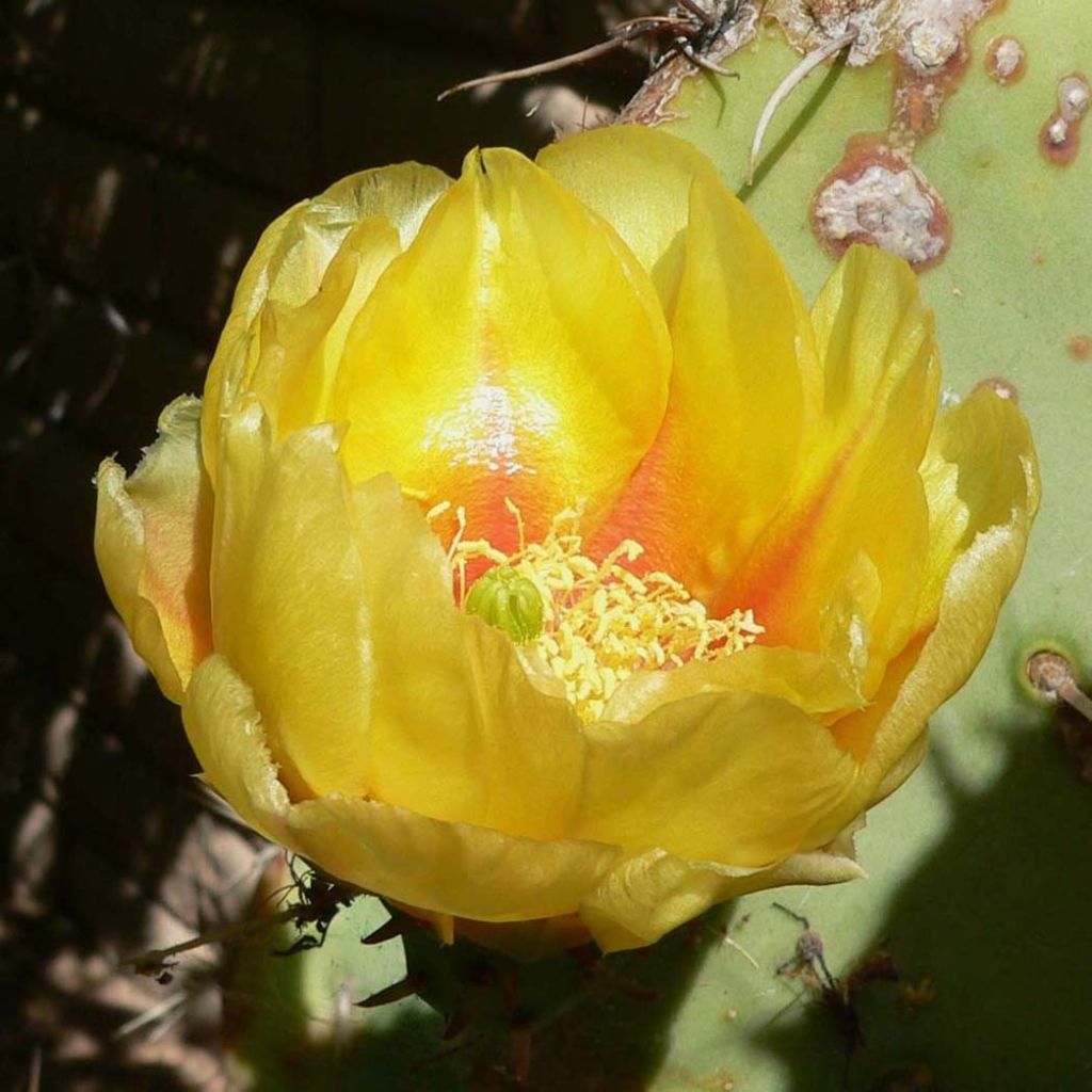 Opuntia engelmannii - Cacto-orelha-de-coelho