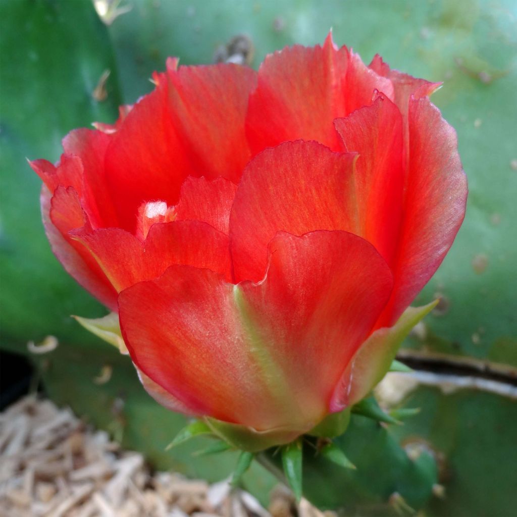 Opuntia engelmannii var. lindheimeri