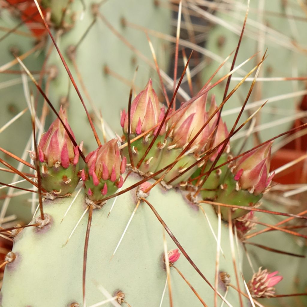 Opuntia macrocentra