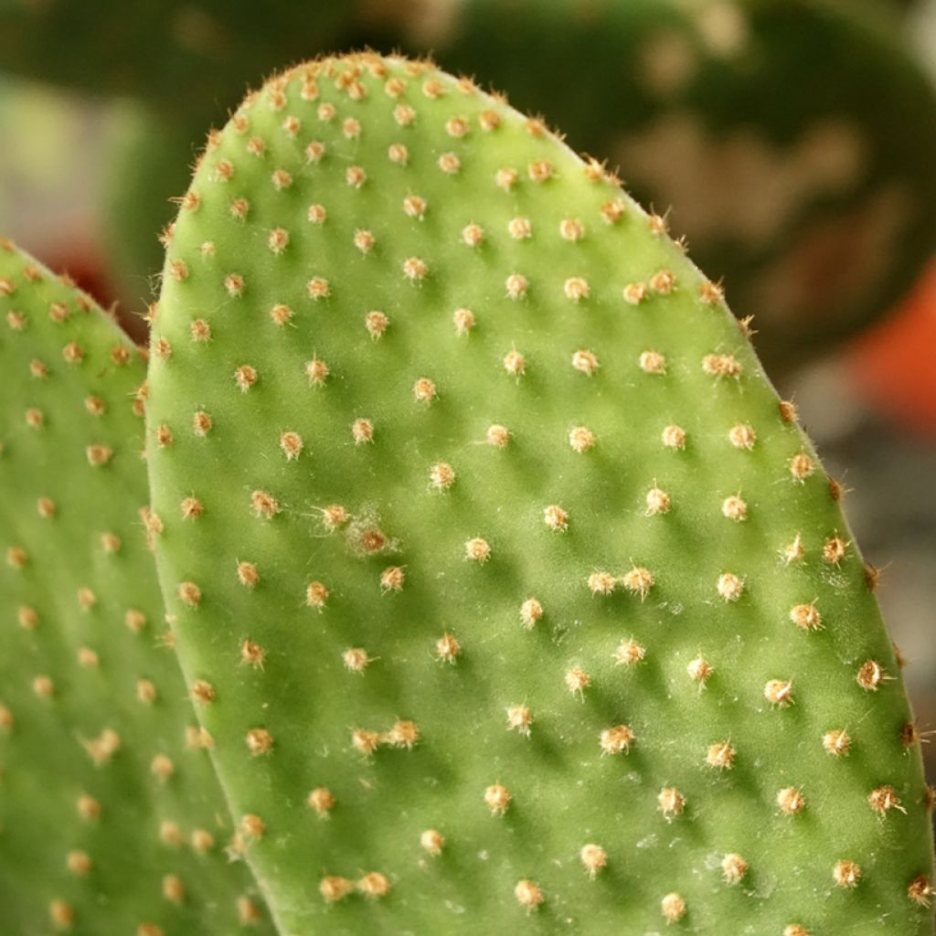 Opuntia microdasys Caress