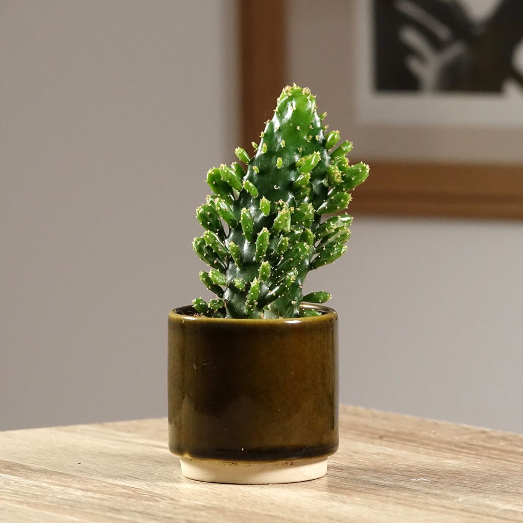 Opuntia monacantha - Cactus raquette