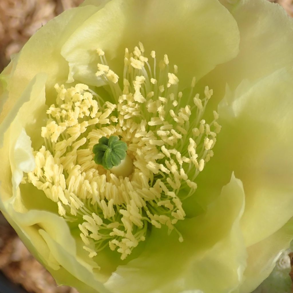 Opuntia scheeri