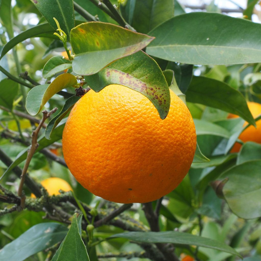 Laranjeira - Citrus sinensis