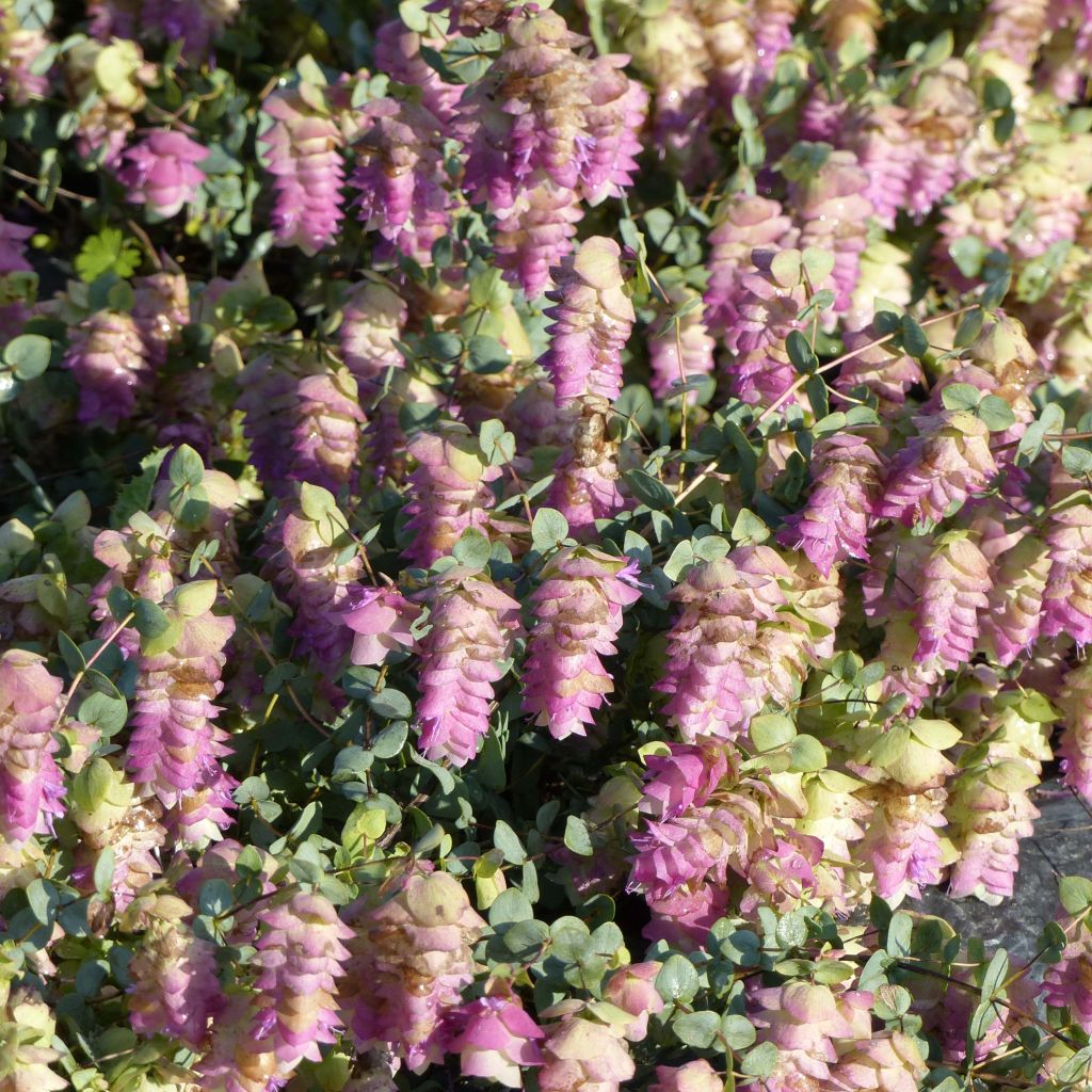 Origanum rotundifolium Kent Beauty - Orégão