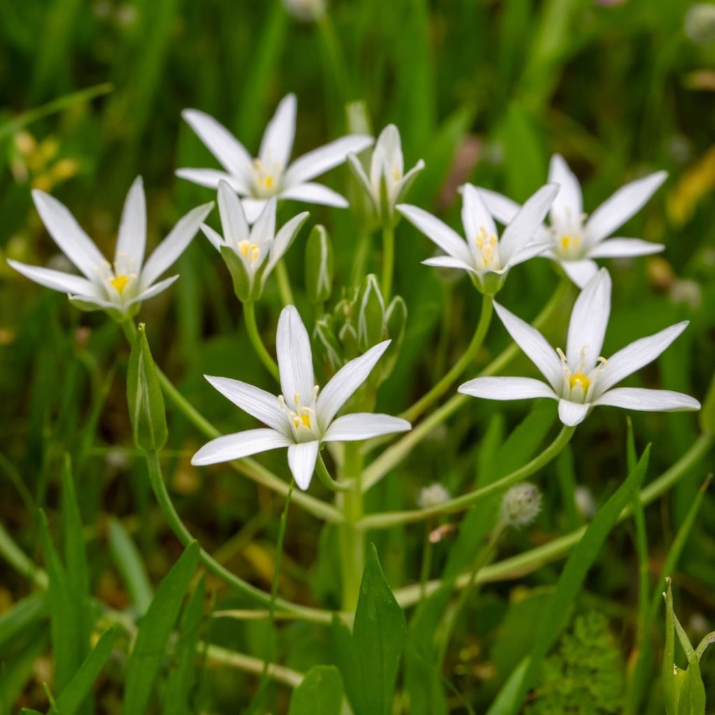 Ornithogalum umbellatum