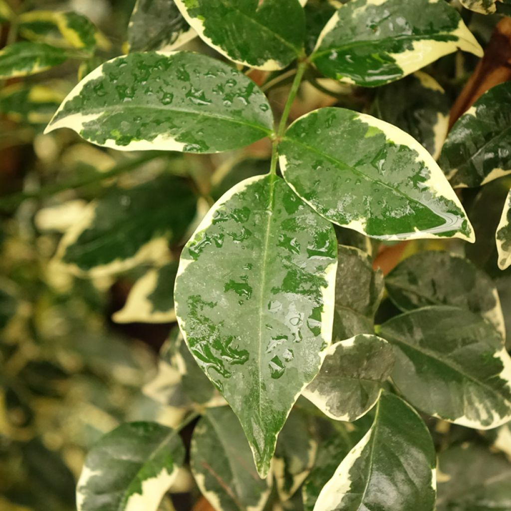 Pandorea jasminoides Variegata