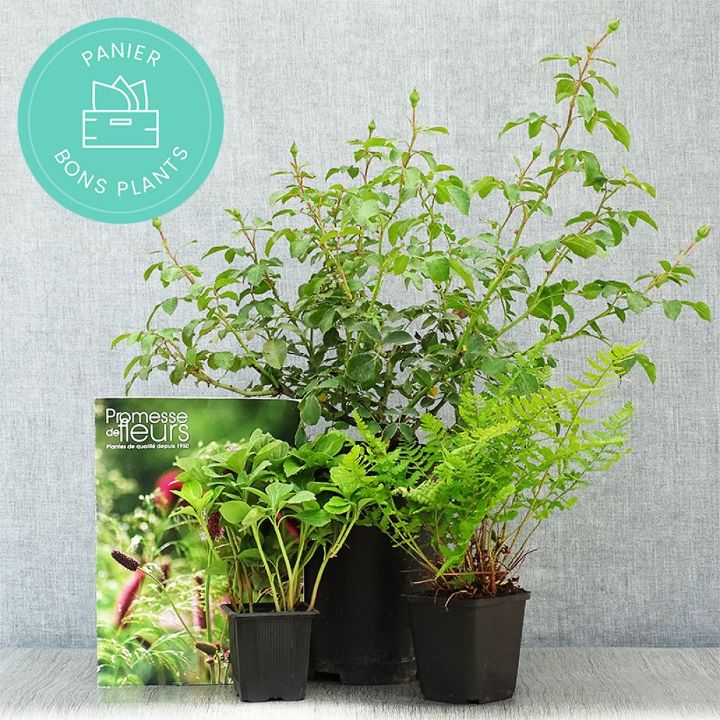 Cestas de plantas em desconto