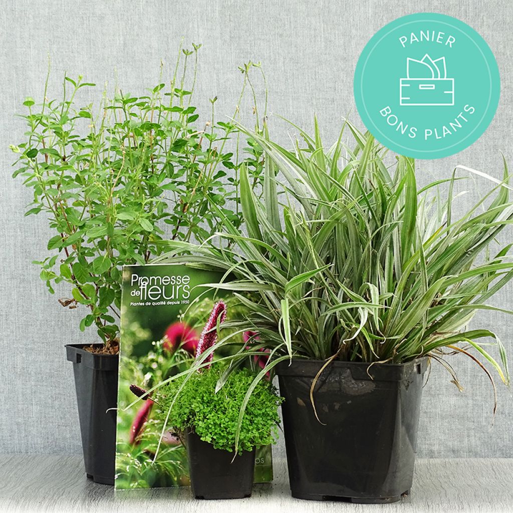 Cestas de plantas em desconto