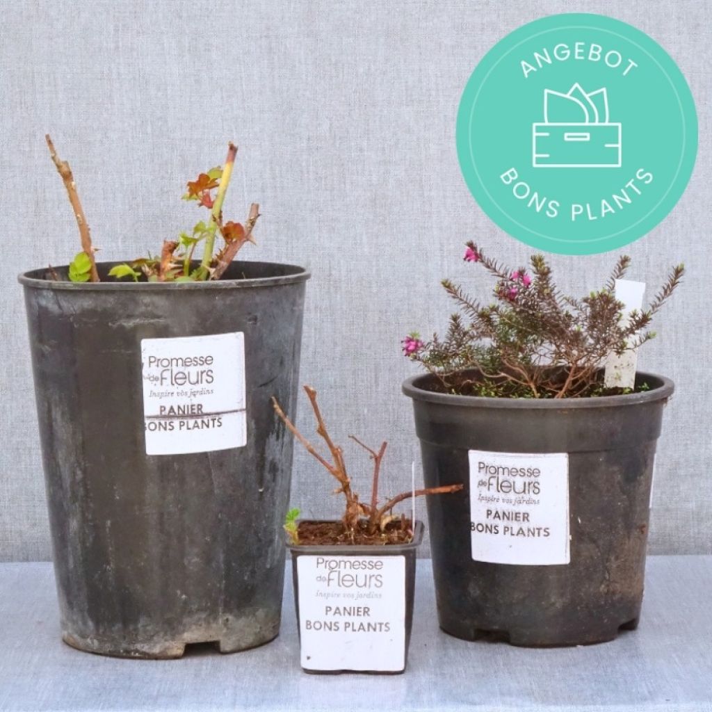 Cestas de plantas em desconto