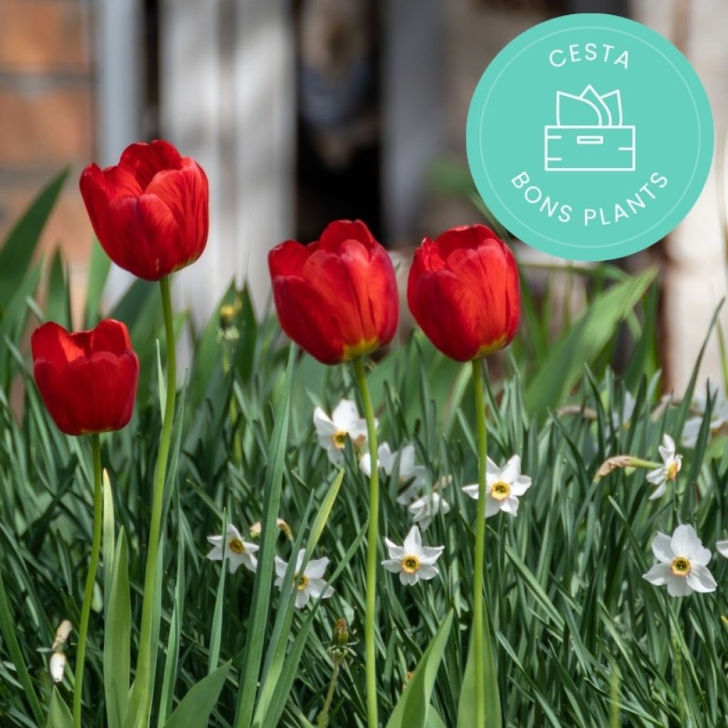 Panier Bons Plants spécial bulbes
