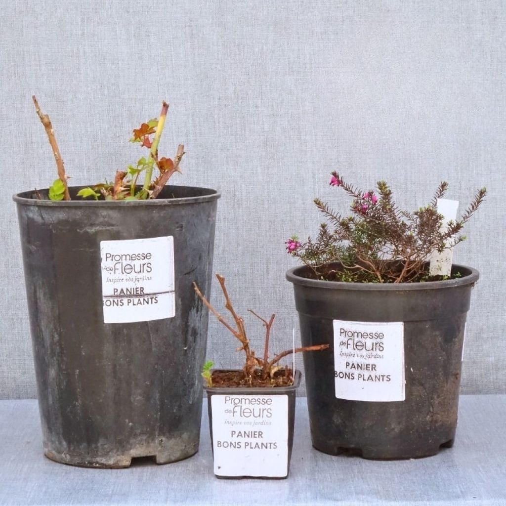 Cestas de plantas em desconto