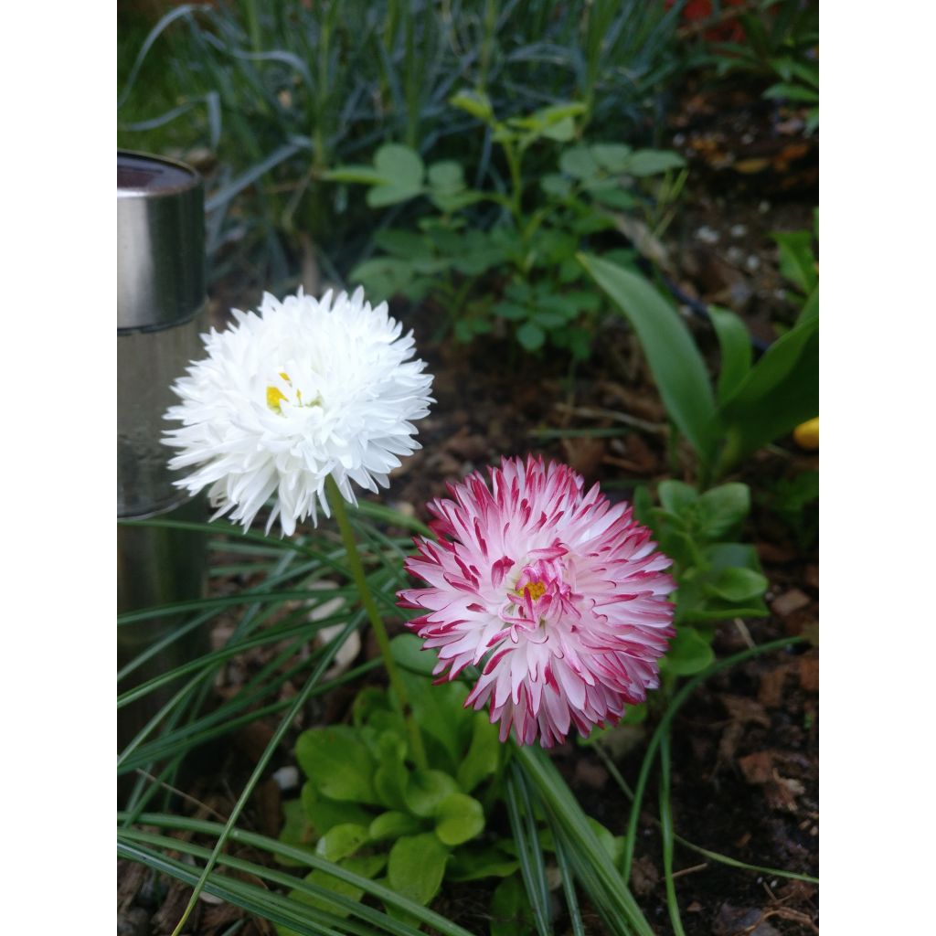 Bellis perennis Habanera em minimottes