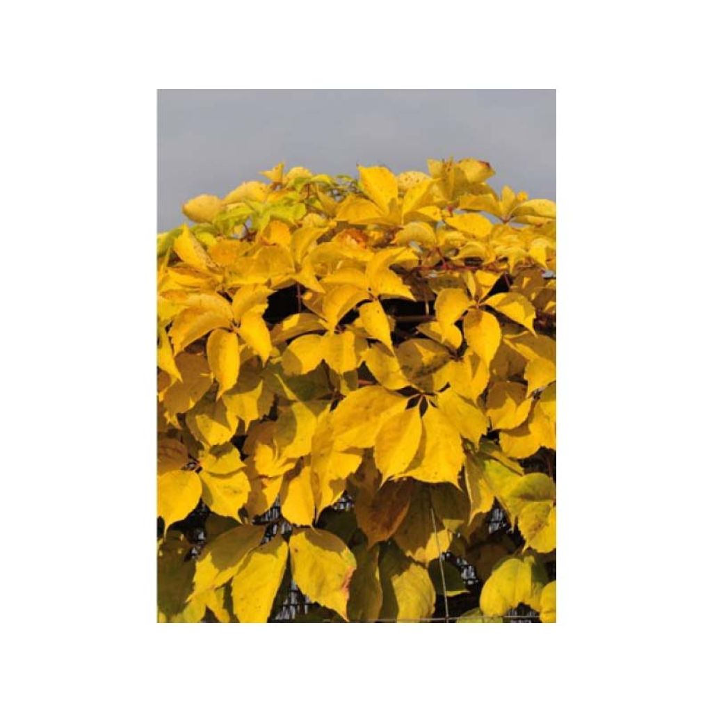 Parthenocissus quinquefolia Yellow Wall