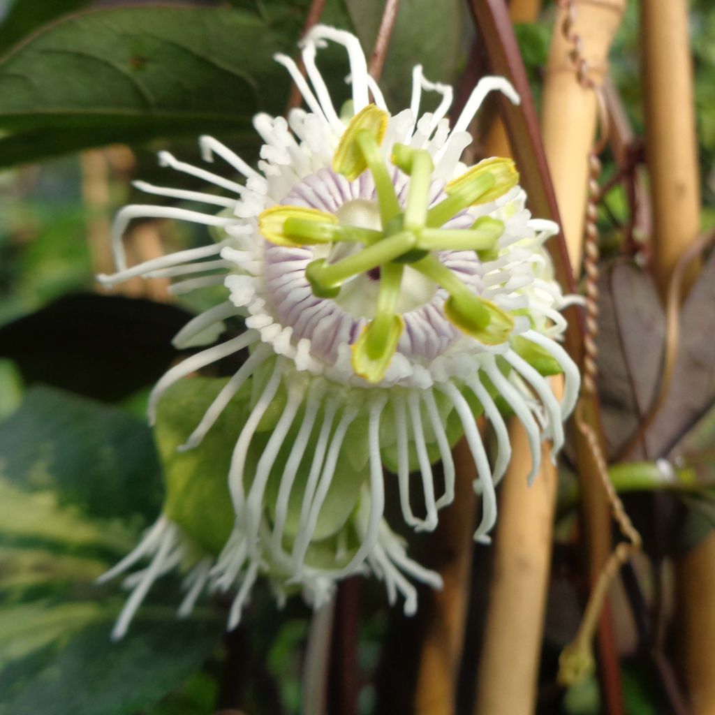 Maracujá - Passiflora edulis