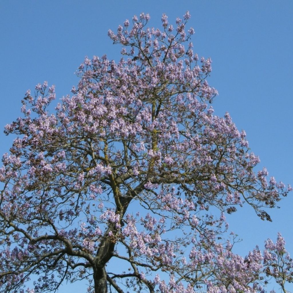 Paulownia tomentosa - Paulónia