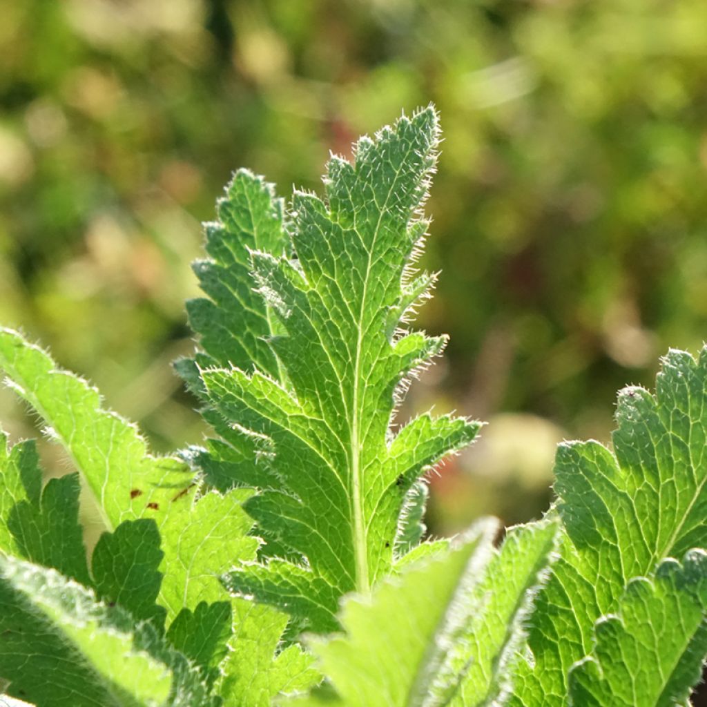 Papoila-oriental Little Dancing Girl