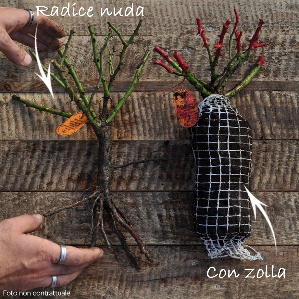 Roseira arbustiva Candia Meidiland