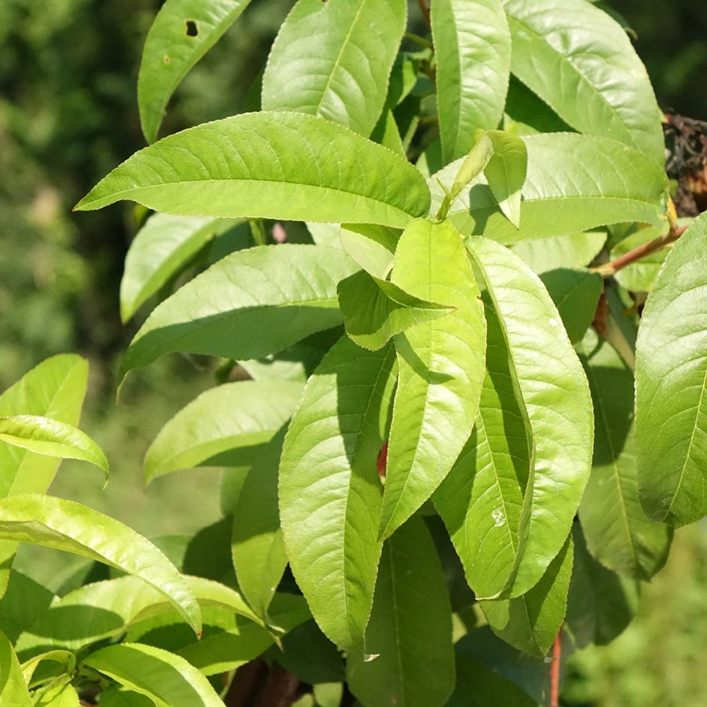Pessegueiro Andromède - Prunus persica