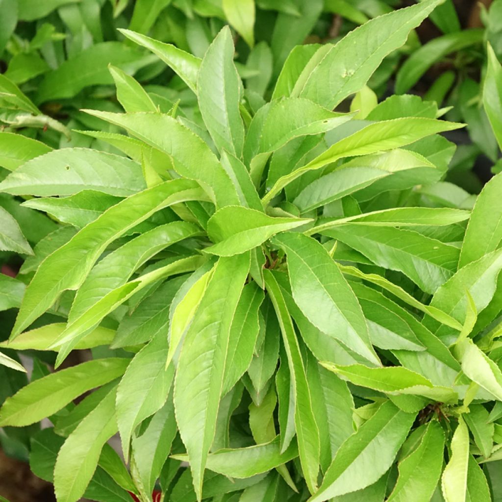 Pessegueiro anão Amber Pix Zee - Prunus persica