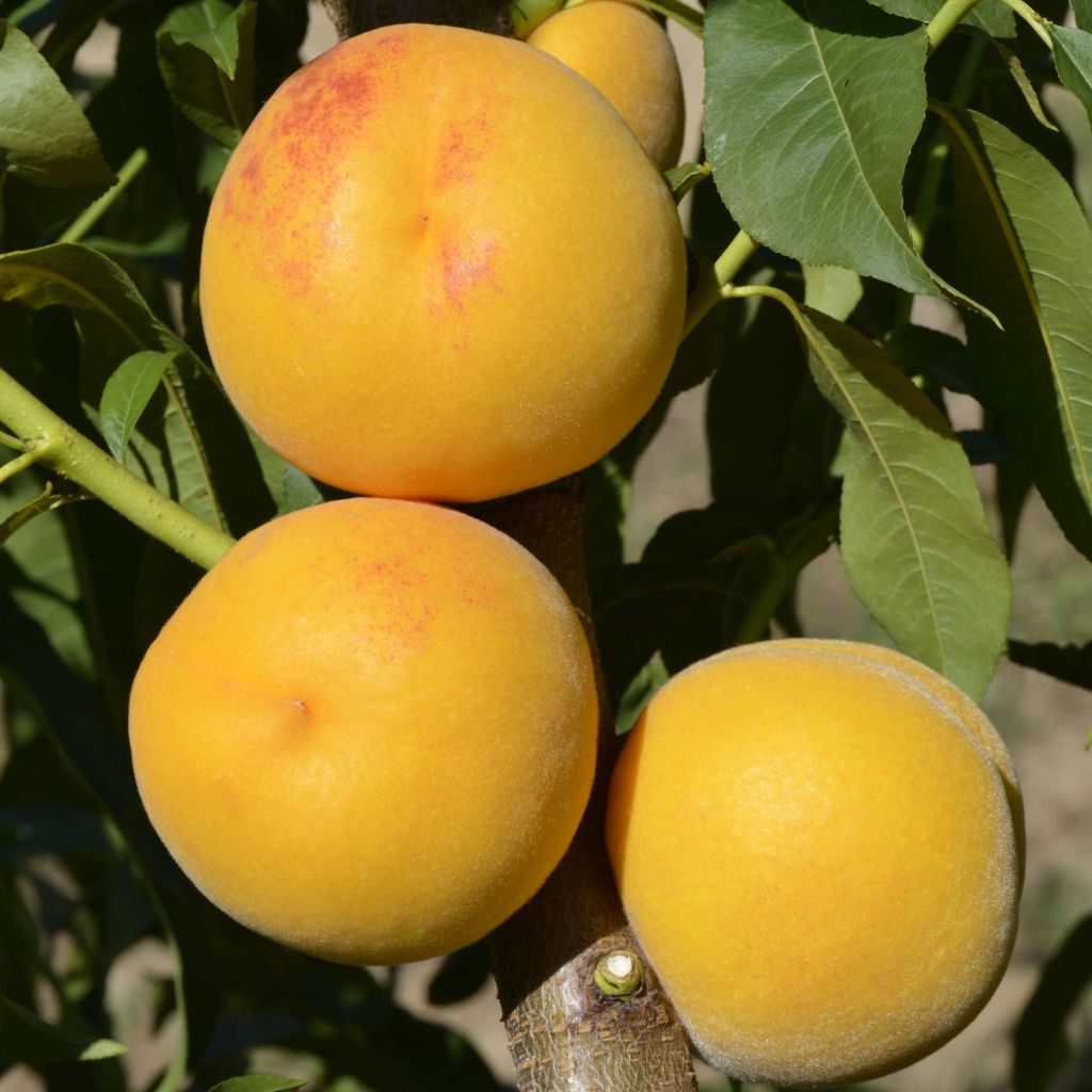 Pessegueiro Pavie - Prunus persica