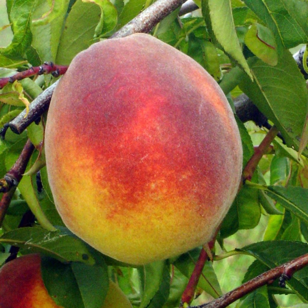 Pessegueiro-chorão Lacrima - Prunus persica