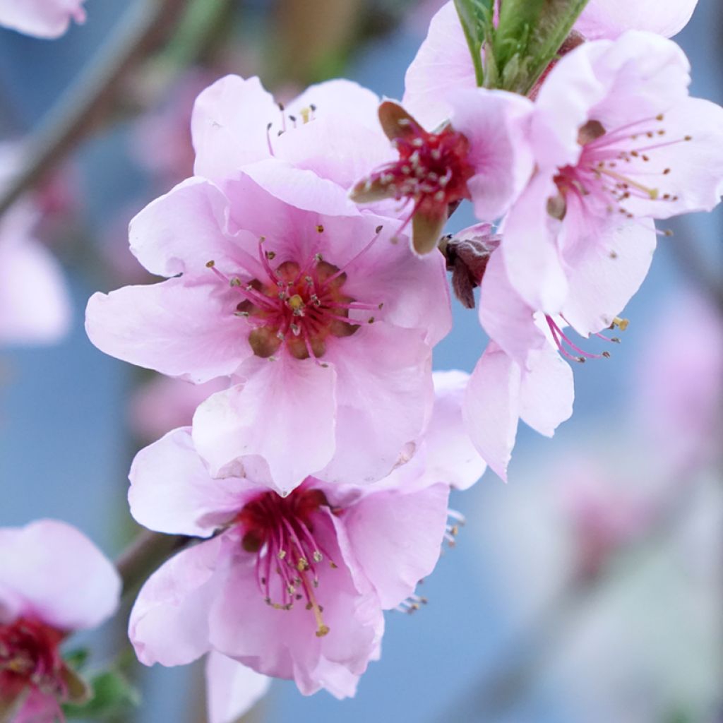 Pessegueiro Suncrest - Prunus persica