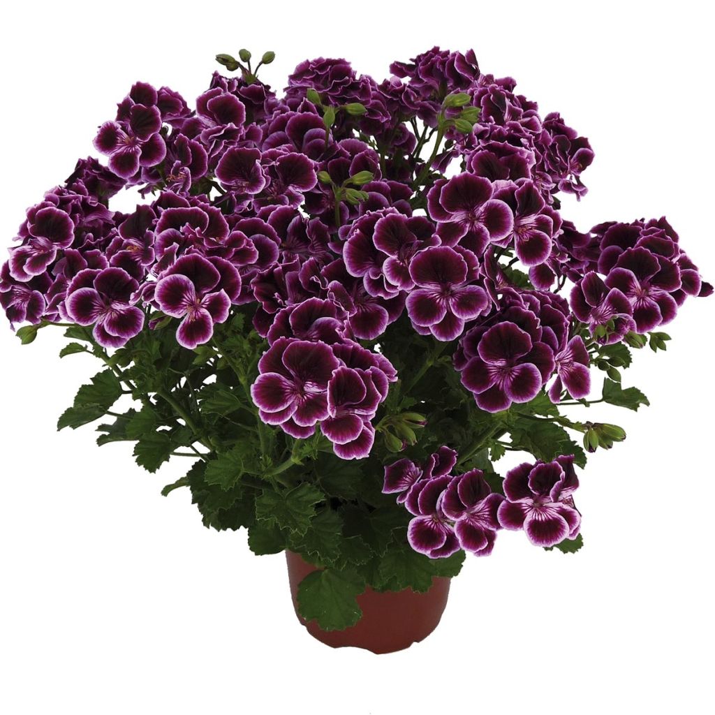 Sardinheira Mosquitaway Megan