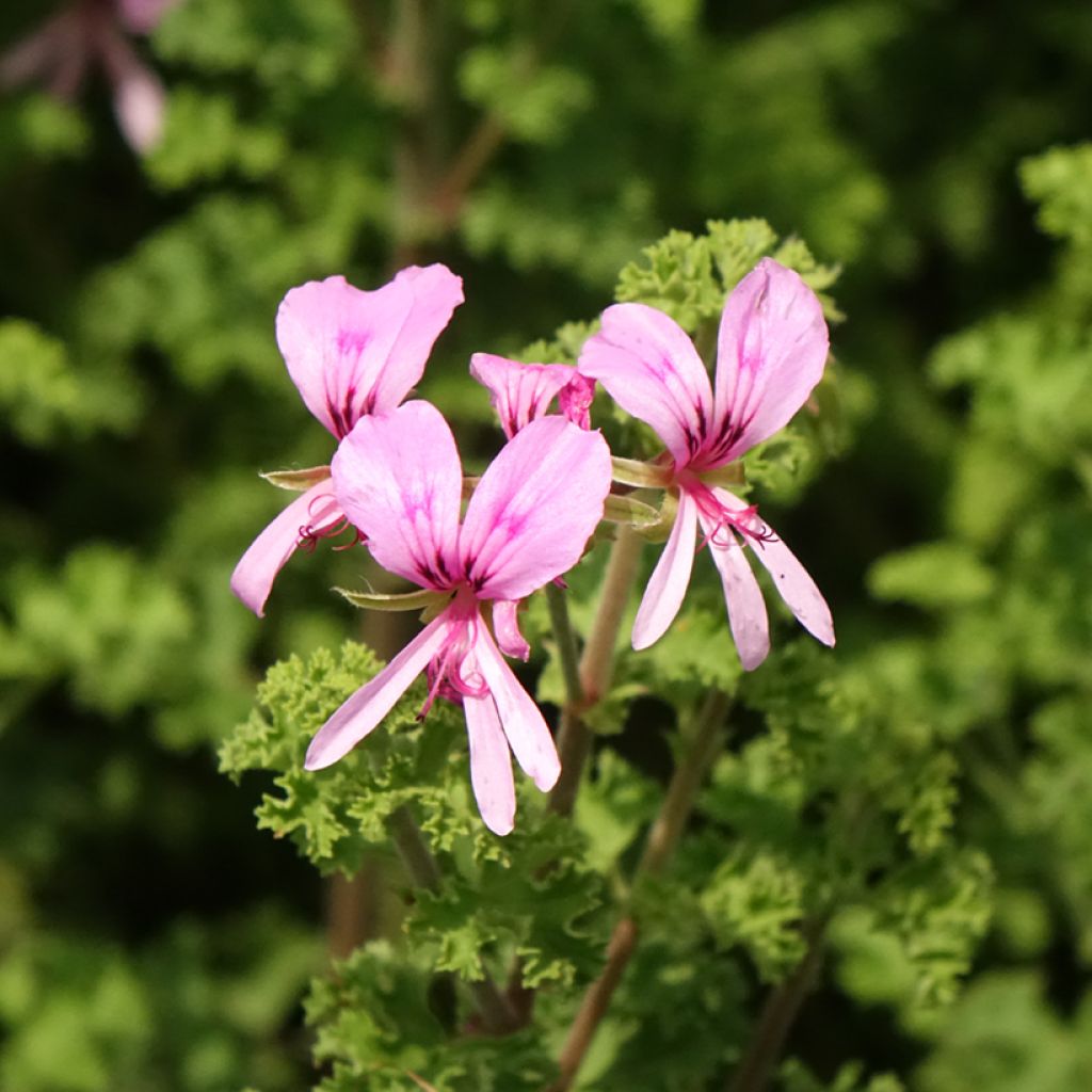 Pelargonium scented crispum Minor