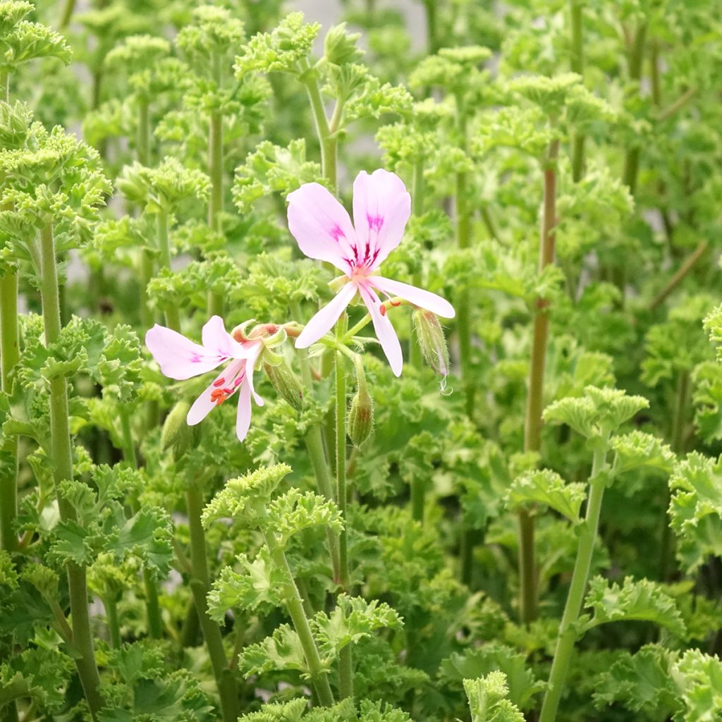Pelargonium scented crispum Minor